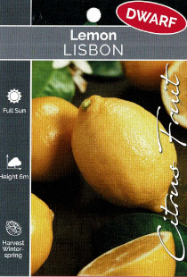 Lemon - Lisbon - Dwarf Lemon - Lisbon - Dwarf