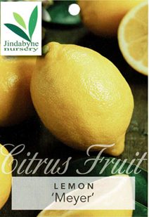 Lemon - Meyer Lemon - Meyer