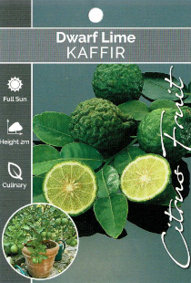 Lime - Kaffir - Dwarf Lime - Kaffir - Dwarf
