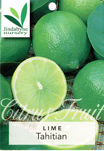 Lime - Tahitian Lime - Tahitian
