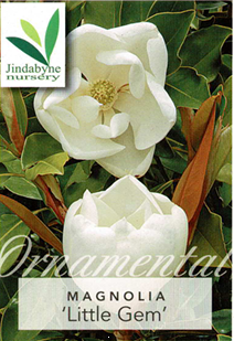 Magnolia - Little Gem Magnolia - Little Gem