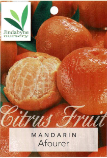 Mandarin - Afourer Mandarin - Afourer