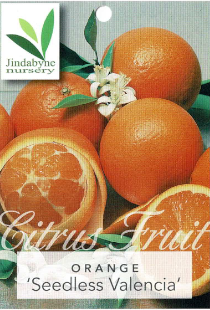 Orange - Seedless Valencia Orange - Seedless Valencia