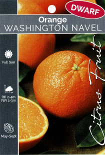 Orange - Washington Navel - Dwarf Orange - Washington Navel - Dwarf