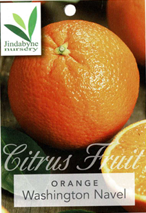 Orange - Washington Navel Orange - Washington Navel