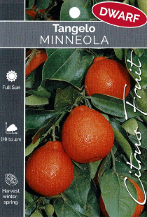 Tangelo - Minneola - Dwarf Tangelo - Minneola - Dwarf